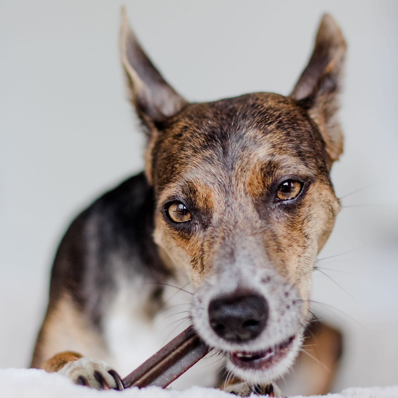 Dental Sticks - Rengøring af tænder hos hunde - Naturligt kosttilskud til hunde
